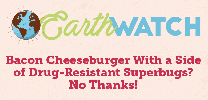 Earth Watch: Bacon Cheeseburger With a Side of Drug-Resistance Superbugs? No Thanks!