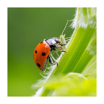 Ladybug eating a insect