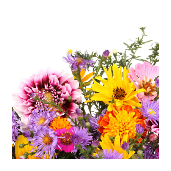 Image of wildfllowers