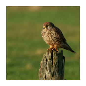 Image of a bird on a stump