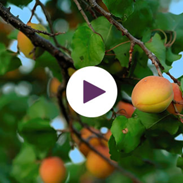 Meet Your Farmer: The Fruits of Our Journey