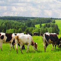 Dairy Product Standards