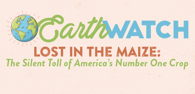 Earth Watch: Lost in the Maize, The Silent Toll of America’s Number One Crop