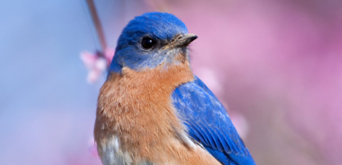 Earth Watch: Drastic Decline in Songbirds Linked to Neonic Pesticides